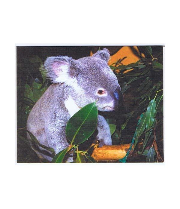 moneda Austria 5 Euros 2002 (nueve esquinas) Zoo. Koala